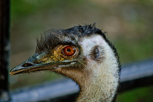 eye ostrich is looking something and it have very big eyes - Фото, изображение