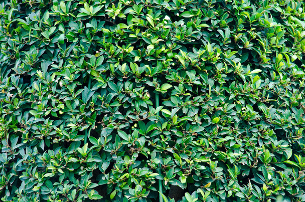 Textura fondo de hoja verde y flor azul
 - Foto, Imagen