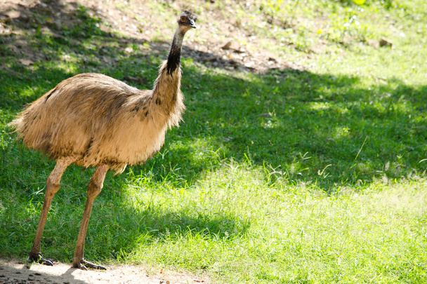 Devekuşu doğada büyük bir kuş, Avustralya 'da yaşam alanı kumlu. - Fotoğraf, Görsel