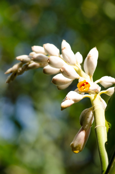 Alpinia είναι ένα γένος αγγειόσπερμων φυτών στην οικογένεια τζίντζερ, Zingiberaceae. Ονομάζεται για Prospero Alpini - Φωτογραφία, εικόνα