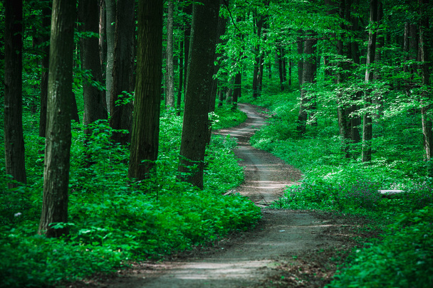 красивый зеленый лес с солнечным светом - Фото, изображение