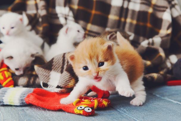 Белый и оранжевый новорожденный котенок в клетчатом одеяле
 - Фото, изображение
