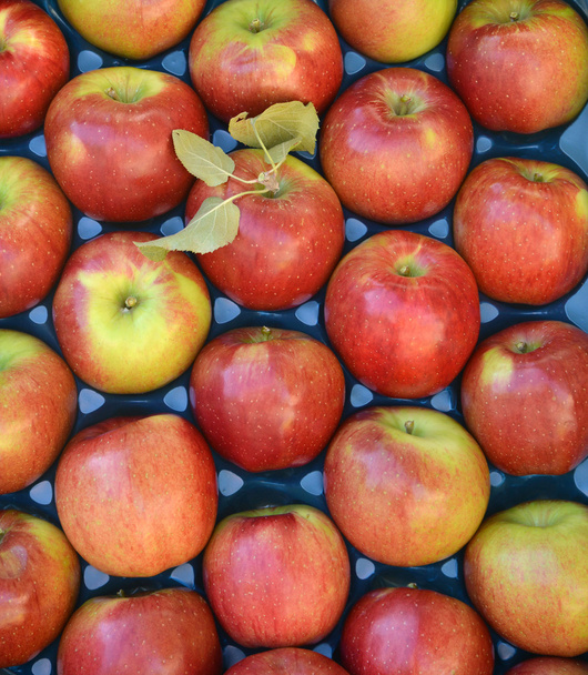 спелые яблоки для продажи в витрине
 - Фото, изображение