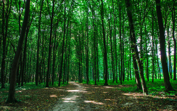 beautiful green forest with sunlight - Fotoğraf, Görsel