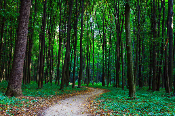 beautiful green forest with sunlight - Fotoğraf, Görsel