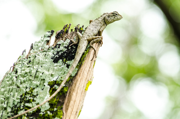 emma gray's forest lizard also know as the forest crested lizard, is an agamid lizard and eat insect for food , - Photo, Image