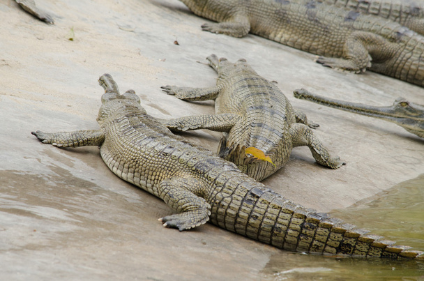 5,730 White Crocodile Stock Photos, High-Res Pictures, and Images