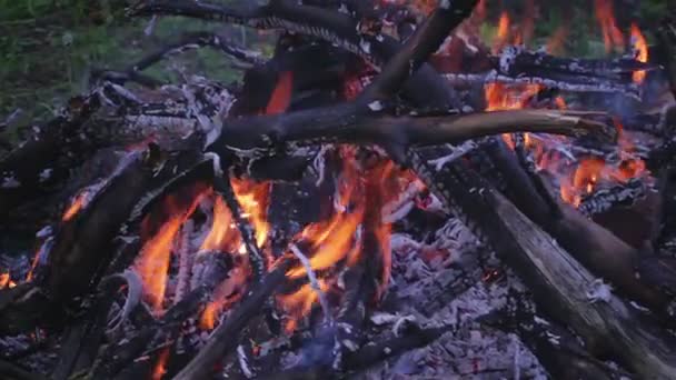 Fire in nature - Footage, Video