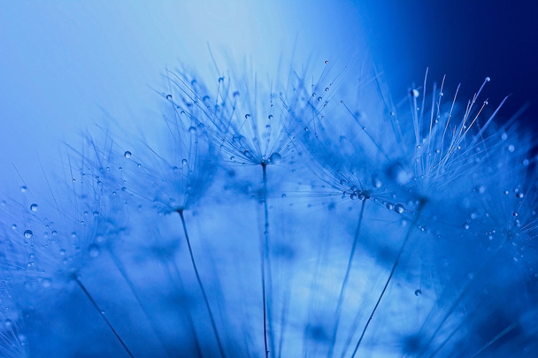 Абстрактне макро фото насіння кульбаби з краплями води
. - Фото, зображення