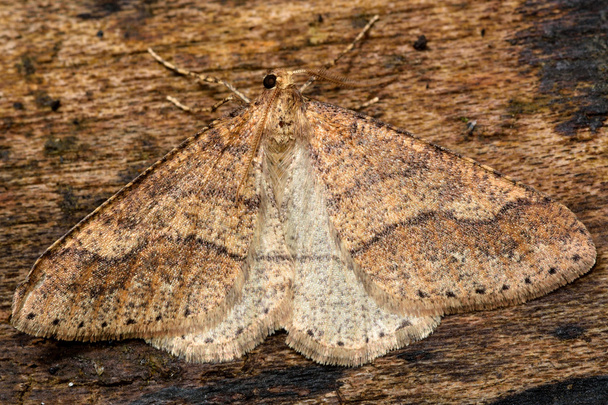 Dotted border moth (Agriopis marginaria) - Photo, Image