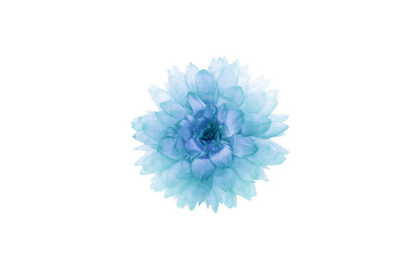isolierte getrocknete Blume - Foto, Bild