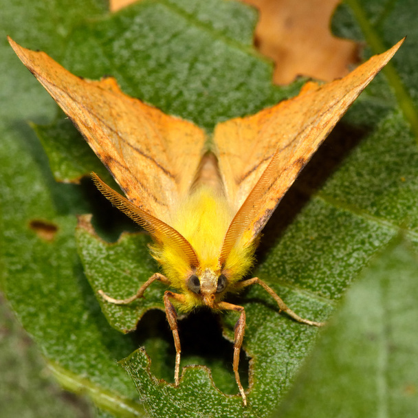 Canary-shouldered thorn moth (Ennomos alniaria) - Photo, Image