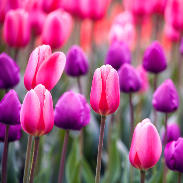 Colorful Tulip flowers.  - Valokuva, kuva