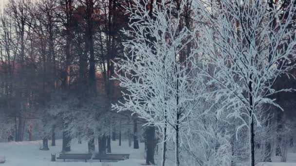 Bomen bedekt met sneeuw. Panorama van winter park. Op de rivier bank schop - Video