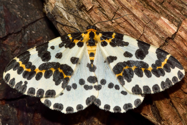 A mariposa (Abraxas grossulariata
) - Foto, Imagem