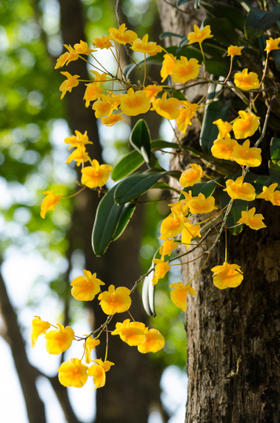 Lindley de Dendrobium is mooie bloem en gele kleur - Foto, afbeelding