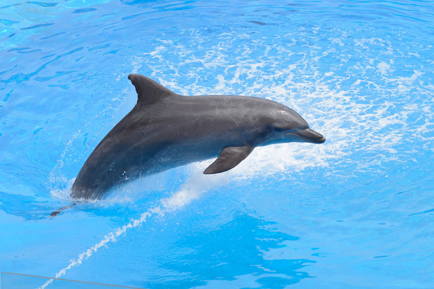 Delfín mular saltando del agua azul
 - Foto, Imagen