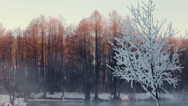Mistige ochtend in winter woud. Sneeuw bedekt de bomen in het bos. Mist over de rivier - Video