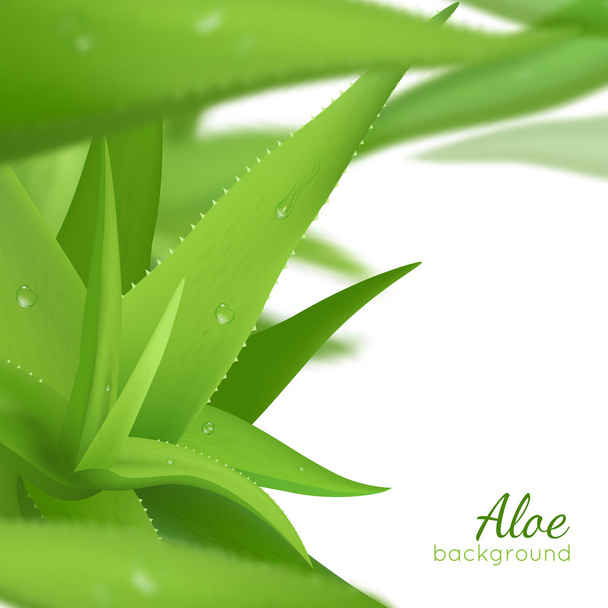 Green Aloe Vera Realistic Background - Vector, Image