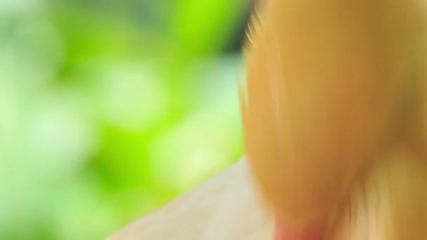 Cattle Egret cleans feathers - Imágenes, Vídeo