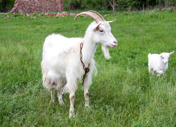 goatlings with goat are grazing on grass in the village - Photo, Image