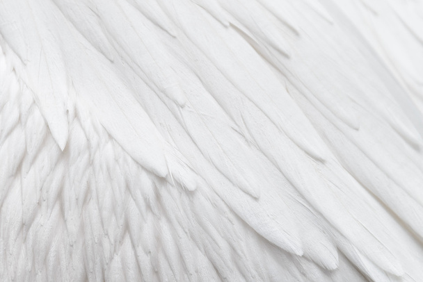 White feather patroon achtergrond - Foto, afbeelding