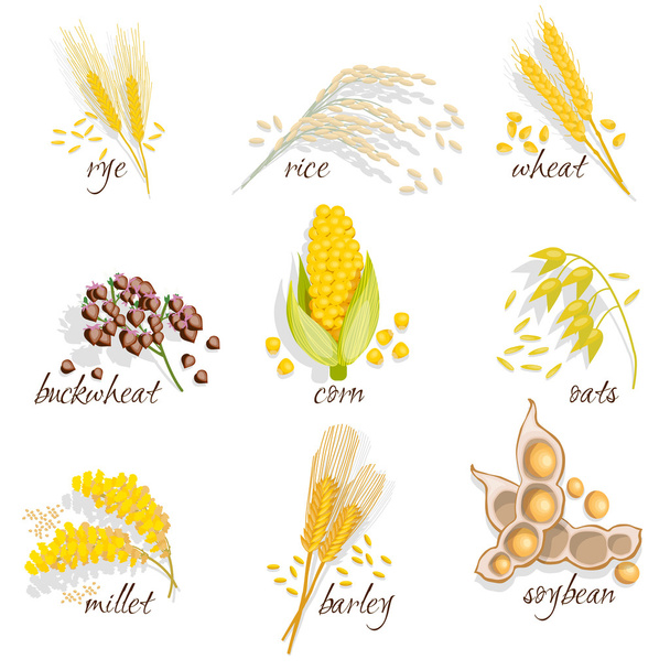 Conjunto de ícones de cereais
 - Vetor, Imagem