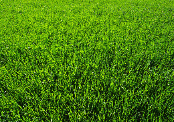 Una hierba verde
 - Foto, imagen