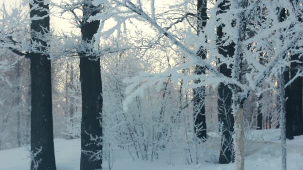 Sneeuw bedekt boom. Sneeuw die valt uit boom. Besneeuwde bomen in de winter. Boom schudden - Video