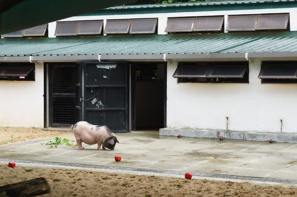 Свинья на ферме
 - Фото, изображение