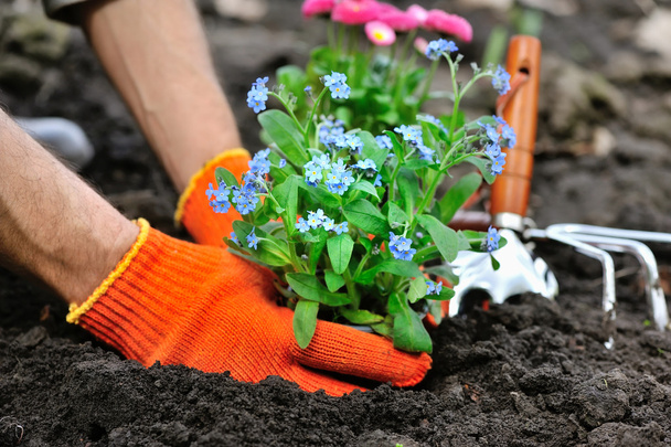 Jardineros manos plantando flores Forget-me-not en el jardín
 - Foto, Imagen