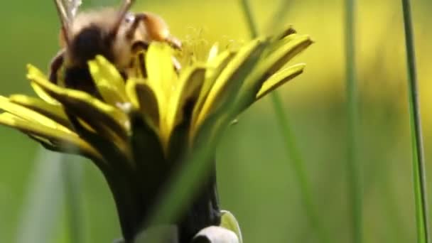 Pszczoła zbiera nektar w Dandelion - Materiał filmowy, wideo