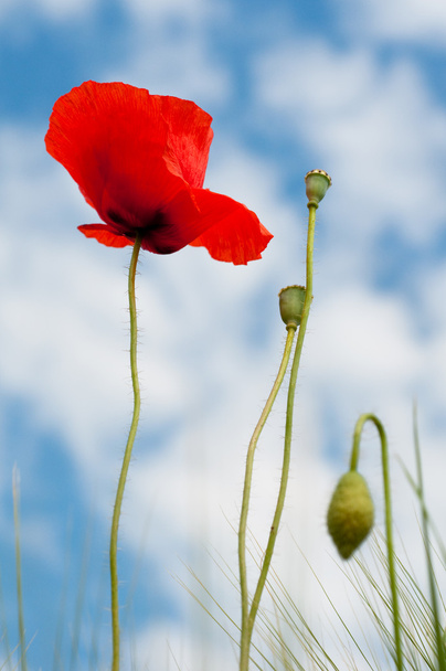 Tête de coquelicot rouge et fond arbuste ciel
 - Photo, image