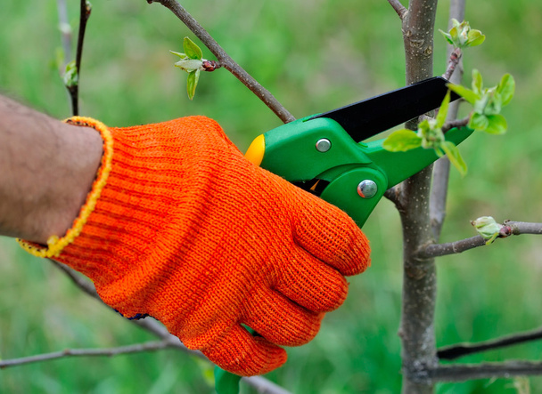 Handen met handschoenen van tuinier doen onderhoudswerk, snoeien van de boom - Foto, afbeelding