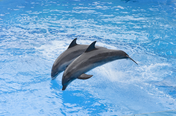 Delfín mular saltando del agua azul
 - Foto, Imagen