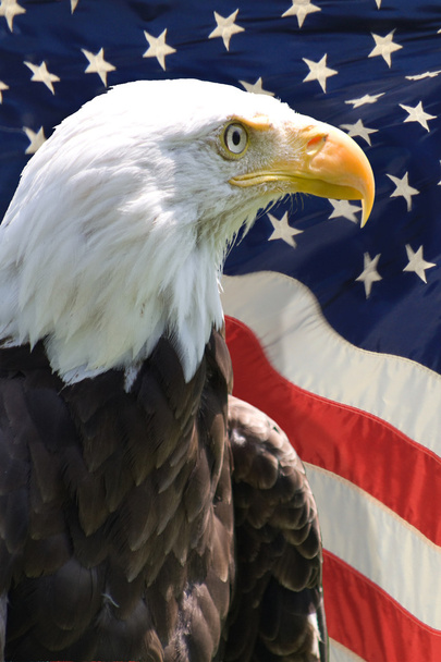 Amerikanischer Adler - Foto, Bild