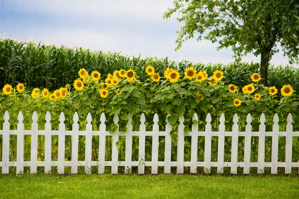 Slunečnice plot - Fotografie, Obrázek