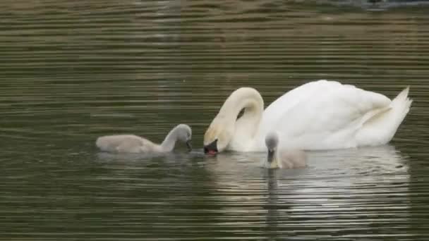 Madre cisne muda con polluelos nadando en el lago
 - Imágenes, Vídeo