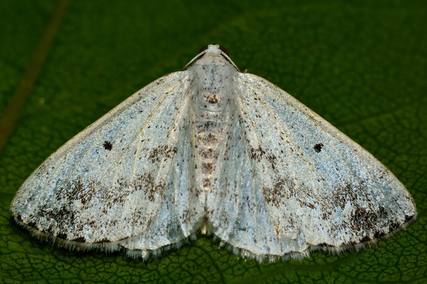 Vertroebeld zilveren vlinder (witte schaduwspanner) van boven - Foto, afbeelding