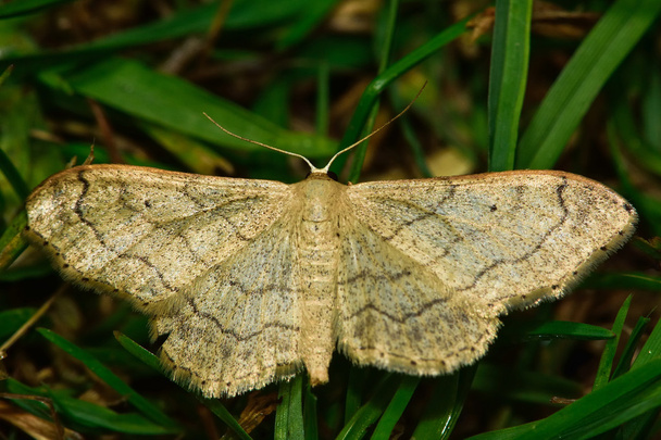 Riband wave moth (Idaea aversata) - Photo, Image