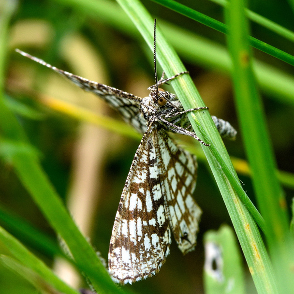 Klaverspanner (Semiothisa clathrata) dagactieve nachtvlinder op gras - Foto, afbeelding