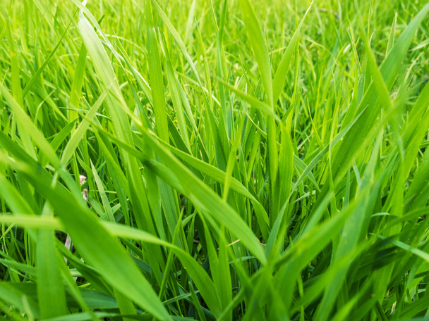 Fondo de hierba verde / primer plano de hierba verde
 - Foto, Imagen