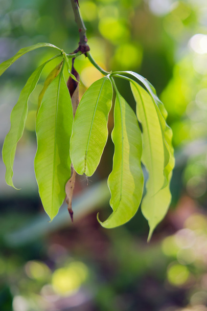 Лист манго на дереве
 - Фото, изображение