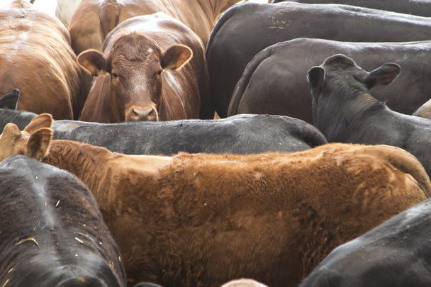 Grande gruppo di bovini in un campo
 - Foto, immagini
