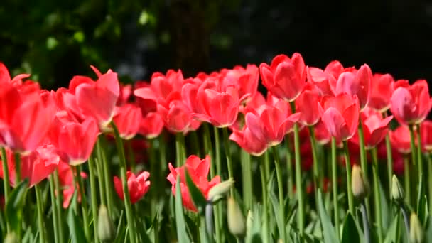 Many varietal pink tulips on  flowerbed - Video