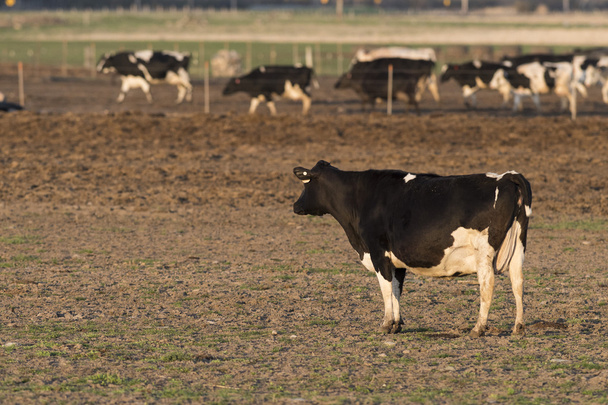 A barnyard tejelő tehenek - Fotó, kép