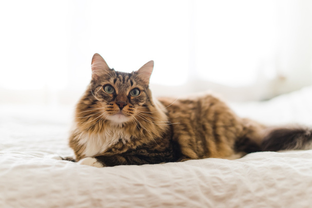 Grey cat on bed - Fotoğraf, Görsel