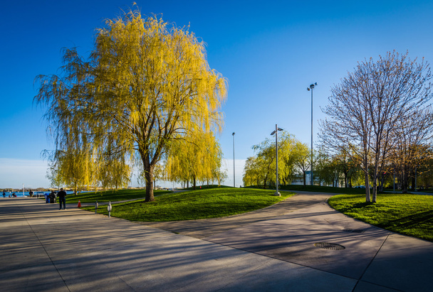 Walkways and spring color at the Harbourfront in Toronto, Ontari - Photo, Image
