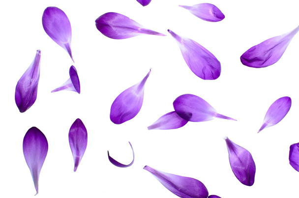 Petali viola isolati su sfondo bianco
 - Foto, immagini