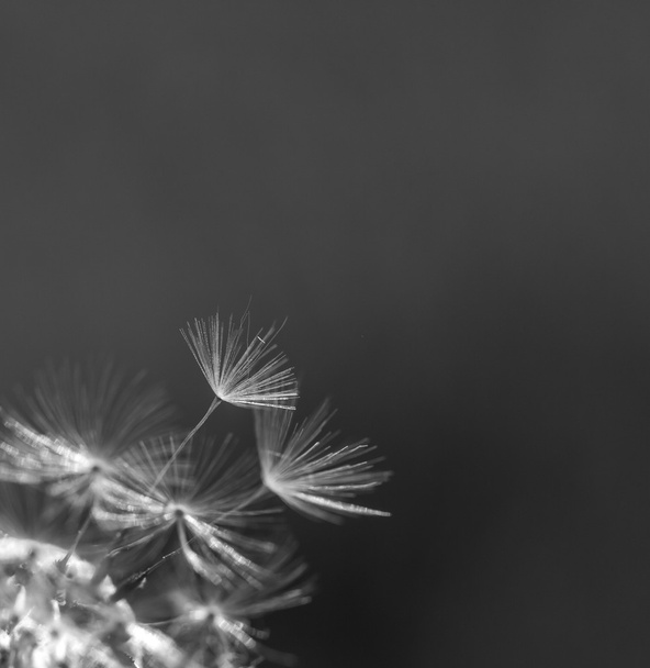 Dandelion seeds in close up - Photo, Image